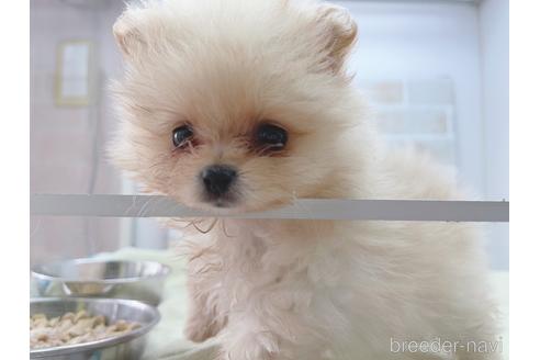 成約済の東京都のポメラニアン-154945の9枚目