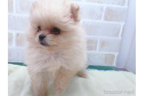 成約済の東京都のポメラニアン-154945の8枚目