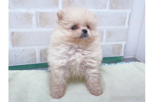 成約済の東京都のポメラニアン-154945の7枚目