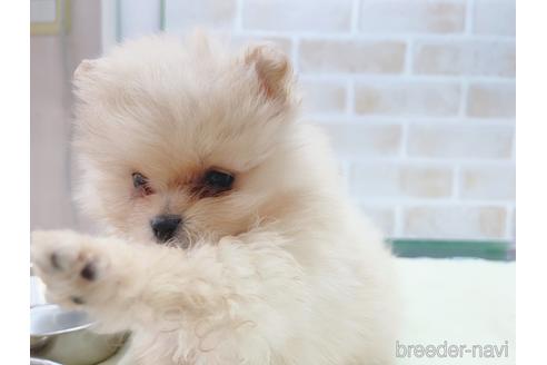 成約済の東京都のポメラニアン-154945の6枚目