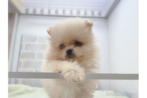 成約済の東京都のポメラニアン-154945の5枚目