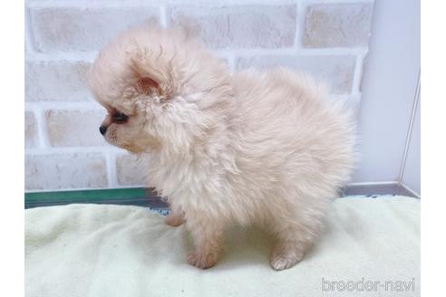 成約済の東京都のポメラニアン-154945の4枚目