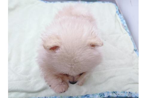 成約済の東京都のポメラニアン-154945の3枚目