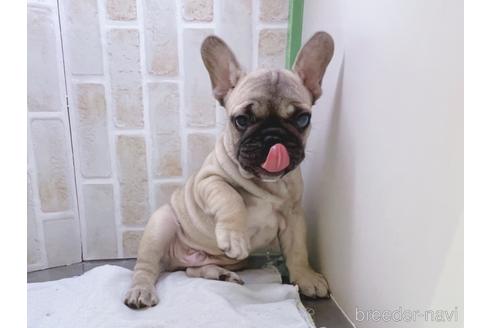 成約済の東京都のフレンチブルドッグ-154943の15枚目