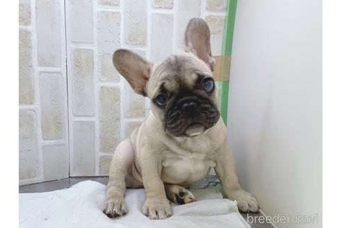 成約済の東京都のフレンチブルドッグ-154943の1枚目