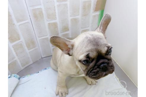 成約済の東京都のフレンチブルドッグ-154943の16枚目