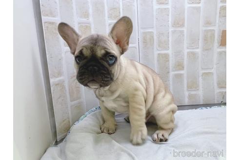 成約済の東京都のフレンチブルドッグ-154943の4枚目