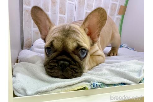 成約済の東京都のフレンチブルドッグ-154943の5枚目