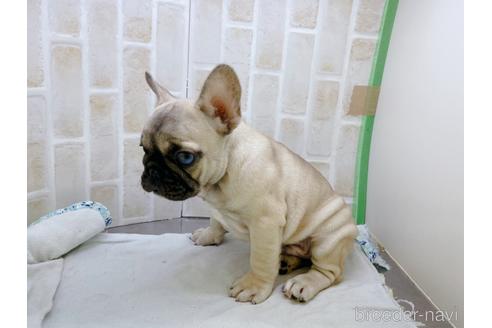 成約済の東京都のフレンチブルドッグ-154943の6枚目