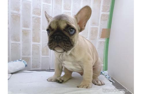 成約済の東京都のフレンチブルドッグ-154943の7枚目