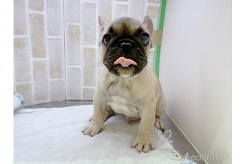 成約済の東京都のフレンチブルドッグ-154943の8枚目