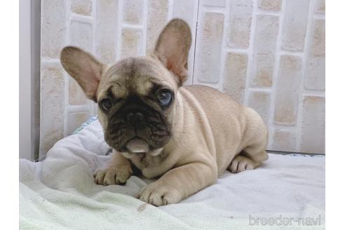 成約済の東京都のフレンチブルドッグ-154943の9枚目