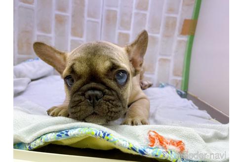成約済の東京都のフレンチブルドッグ-154943の10枚目