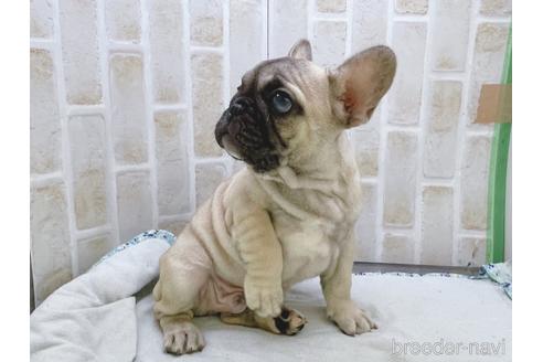 成約済の東京都のフレンチブルドッグ-154943の12枚目