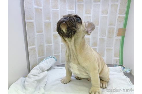 成約済の東京都のフレンチブルドッグ-154943の13枚目