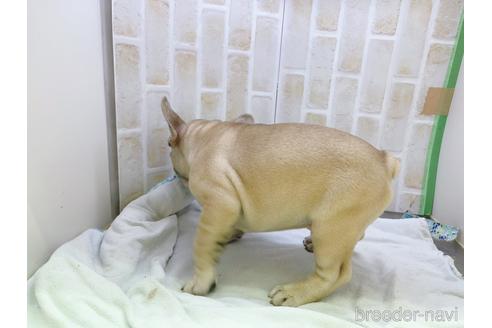 成約済の東京都のフレンチブルドッグ-154943の14枚目