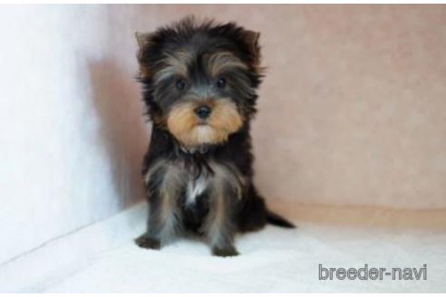 成約済の東京都のヨークシャーテリア-154944の1枚目