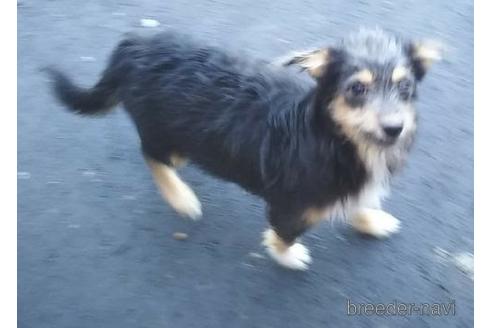 成約済の岐阜県のミックス犬-154962の2枚目