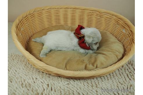 成約済の埼玉県のマルチーズ-155045の5枚目