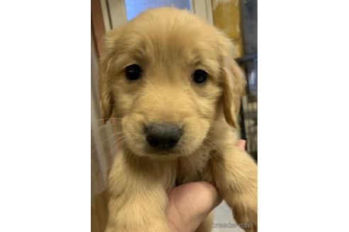 青森県のミックス犬 女の子 21 09 15生まれ ゴールデンドゥ ドル ゴールデンレトリーバーのｍｉｘ ぴんく 子犬id ブリーダーナビ