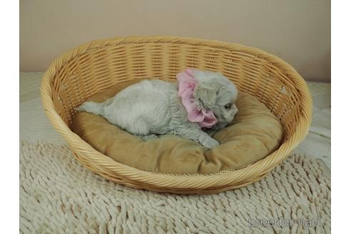 成約済の埼玉県のマルチーズ-155052の5枚目