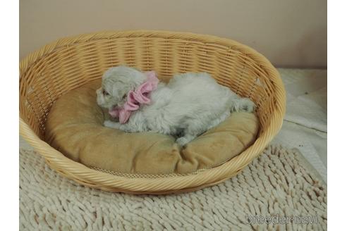 成約済の埼玉県のマルチーズ-155052の4枚目