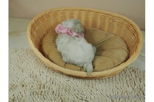 成約済の埼玉県のマルチーズ-155052の3枚目
