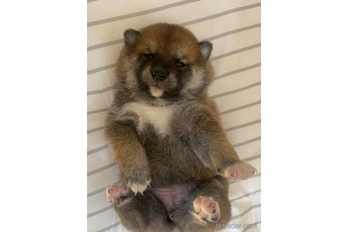 成約済の滋賀県の柴犬-155062の3枚目