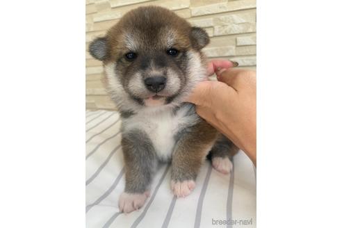 成約済の滋賀県の柴犬-155065の6枚目