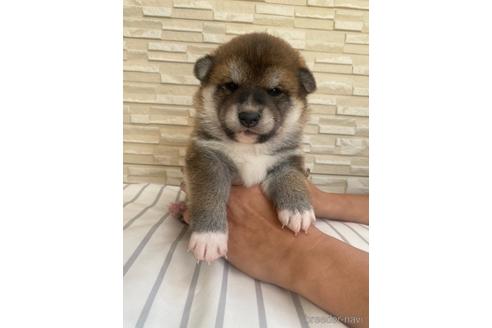 成約済の滋賀県の柴犬-155065の5枚目
