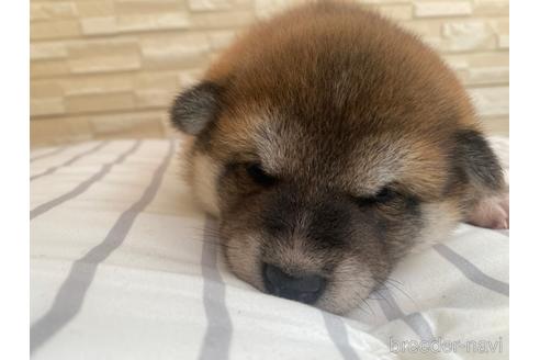 成約済の滋賀県の柴犬-155065の4枚目