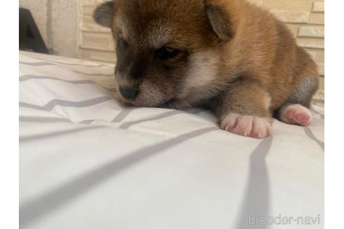 成約済の滋賀県の柴犬-155065の3枚目