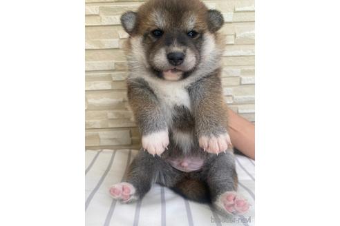 成約済の滋賀県の柴犬-155065の2枚目