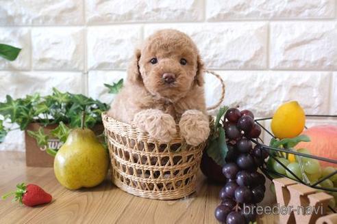 成約済の滋賀県のトイプードル-155073の1枚目