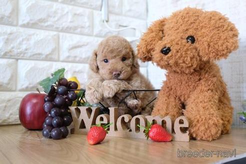 成約済の滋賀県のトイプードル-155073の2枚目