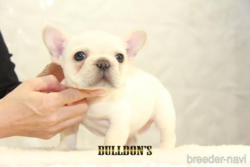 成約済の東京都のフレンチブルドッグ-155072の6枚目