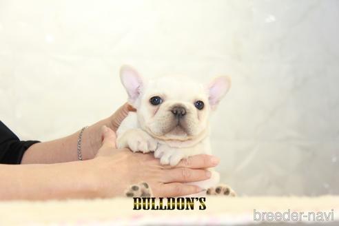 成約済の東京都のフレンチブルドッグ-155072の5枚目