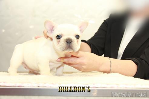 成約済の東京都のフレンチブルドッグ-155072の4枚目