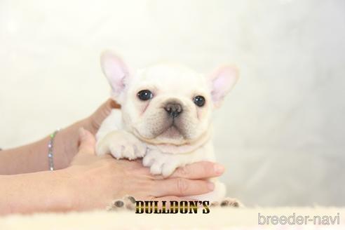 成約済の東京都のフレンチブルドッグ-155072の3枚目