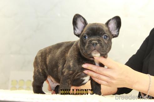 成約済の東京都のフレンチブルドッグ-155077の1枚目