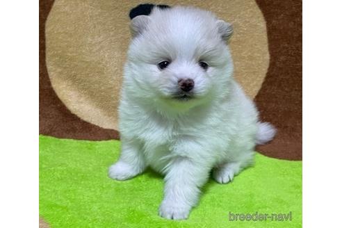 成約済の埼玉県のポメラニアン-155074