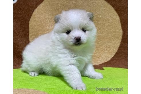 成約済の埼玉県のポメラニアン-155074の5枚目