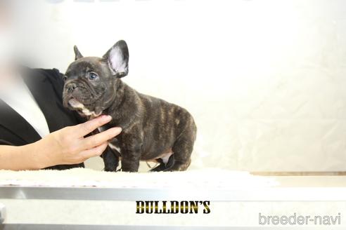 成約済の東京都のフレンチブルドッグ-155077の7枚目