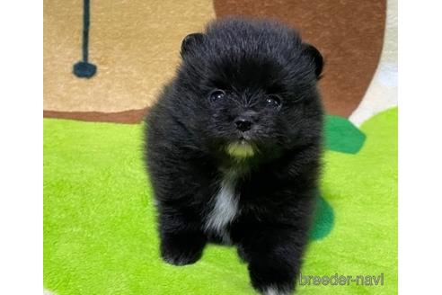 成約済の埼玉県のポメラニアン-155075の4枚目