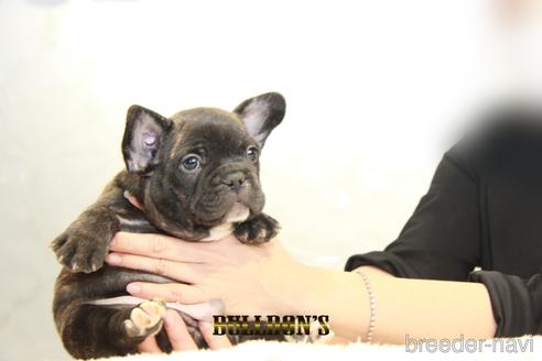 成約済の東京都のフレンチブルドッグ-155077の5枚目