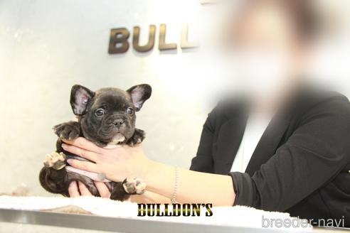 成約済の東京都のフレンチブルドッグ-155077の4枚目