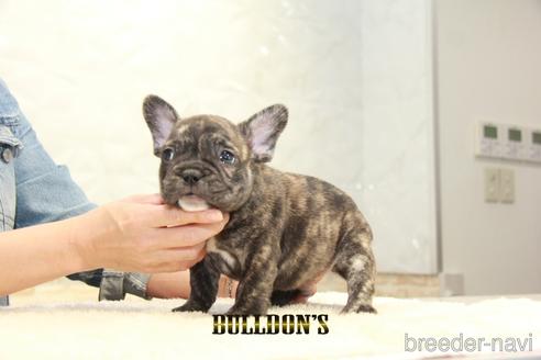 成約済の東京都のフレンチブルドッグ-155080の1枚目