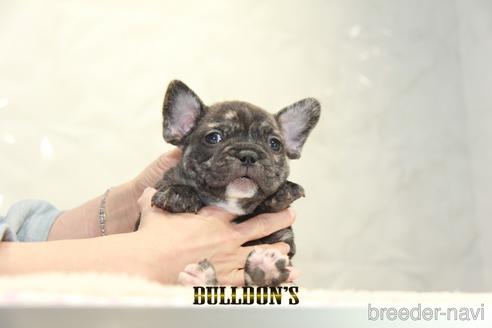 成約済の東京都のフレンチブルドッグ-155080の6枚目