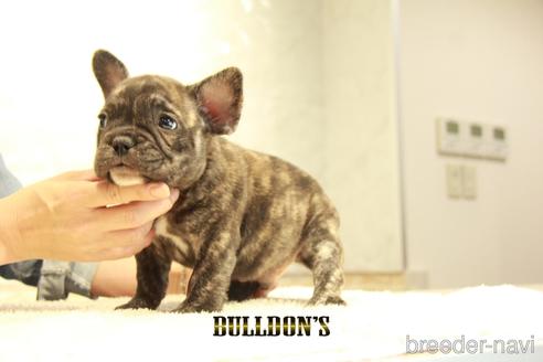 成約済の東京都のフレンチブルドッグ-155080の5枚目