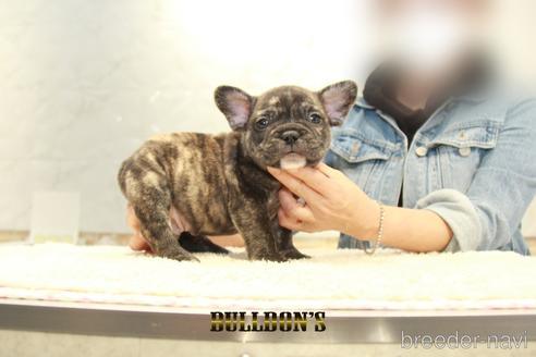 成約済の東京都のフレンチブルドッグ-155080の4枚目